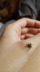 Coryphasia nigriventris