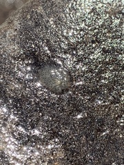 Leptoplanoidea