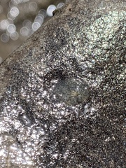 Leptoplanoidea