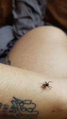 Coryphasia nigriventris