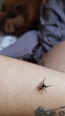 Coryphasia nigriventris