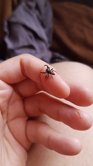 Coryphasia nigriventris