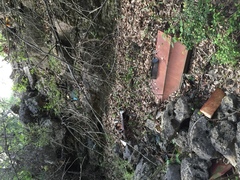 Eleutherodactylus marnockii