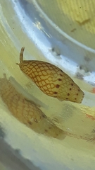 Mitrella guttata