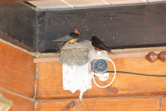 Hirundo rustica tytleri