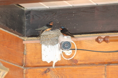 Hirundo rustica tytleri