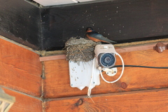 Hirundo rustica tytleri