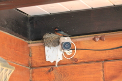 Hirundo rustica tytleri