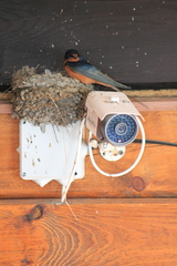 Hirundo rustica tytleri