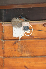 Hirundo rustica tytleri