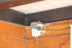 Hirundo rustica tytleri