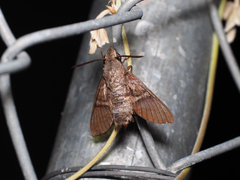 Macroglossum rectans