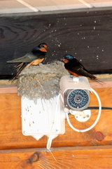 Hirundo rustica tytleri