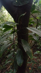 Philodendron missionum