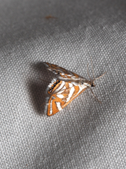 Chrysendeton