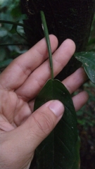 Philodendron missionum