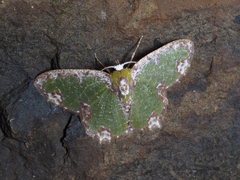 Eucyclodes erymnodes