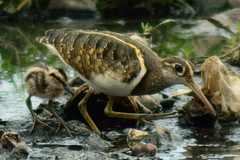 Rostratula benghalensis