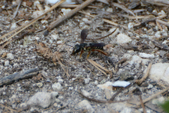 Megachile inimica