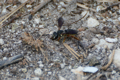 Megachile inimica