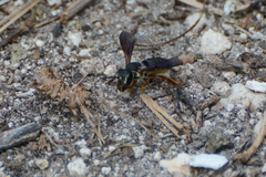 Megachile inimica