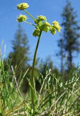 Lomatium cookii