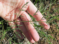 Lomatium cookii