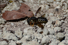 Megachile inimica
