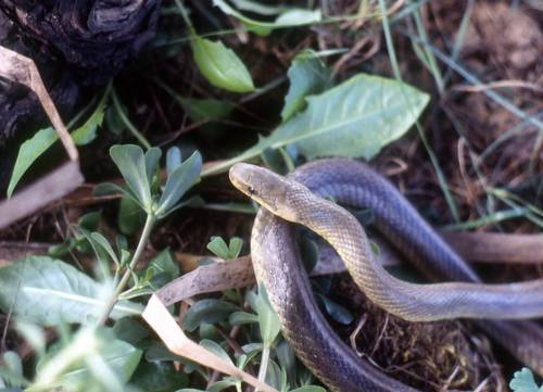 Photo of a Aesculapian Snake (Zamenis longissimus)
