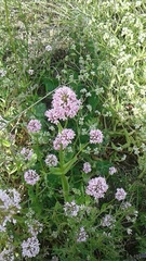Plectritis congesta brachystemon
