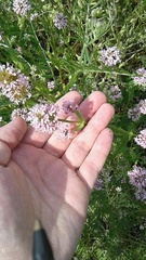 Plectritis congesta brachystemon