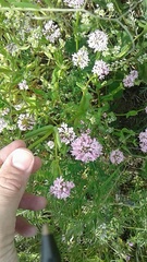 Plectritis congesta brachystemon