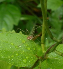 Leiobunum flavum