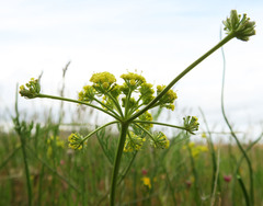 Lomatium cookii