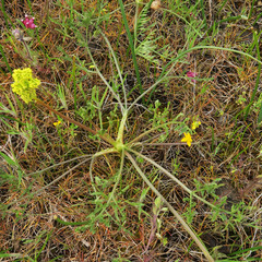 Lomatium cookii
