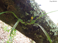 Maxillaria variabilis