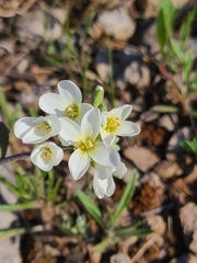 Physaria ovalifolia alba