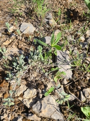 Physaria ovalifolia alba