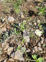 Physaria ovalifolia alba