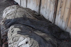 Leptonychotes weddellii