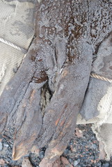 Leptonychotes weddellii