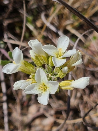 Physaria ovalifolia ssp. alba