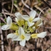 Physaria ovalifolia alba - Photo (c) Gus Barksdale, algunos derechos reservados (CC BY-NC-ND), subido por Gus Barksdale