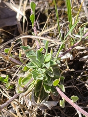 Physaria ovalifolia alba