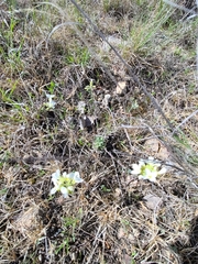 Physaria ovalifolia alba