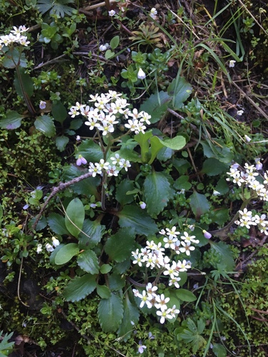 Gorman's Saxifrage (Micranthes gormanii)