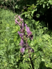 Aconitum moldavicum