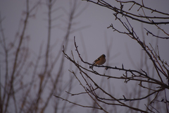 Fringilla coelebs