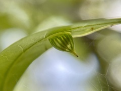 Dryocosmus archboldi