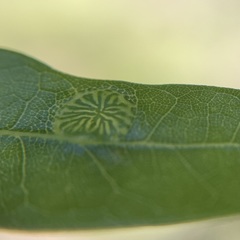 Dryocosmus archboldi